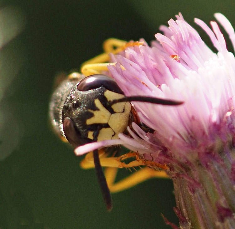 Bienenwolf, Philanthus triangulum Detail Gesicht